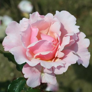 VALENTINE HEART (floribunda)